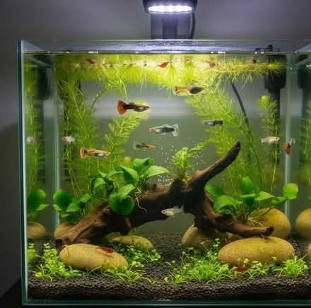 Photo of Fish Tank/Aquarium (Fleete CT9) #1
