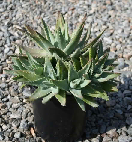 Photo of Aloe brevifolia plant (Erith DA17) #1