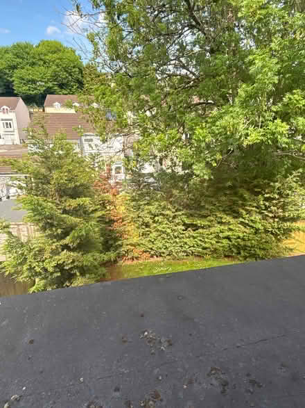 Photo of free 15 Leylandii Trees need digging out (Edginswell TQ2) #2