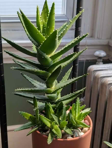 Photo of Aloe brevifolia plant (Erith DA17) #3