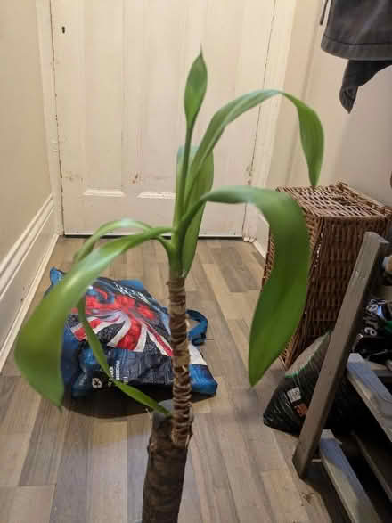 Photo of free Spineless Yucca houseplant (Heaton NE6) #2