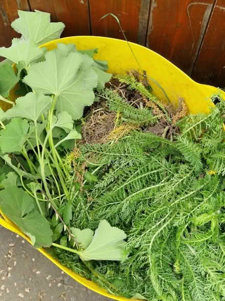 Photo of free Lady's mantle and yarrow (Gracemount EH16) #1