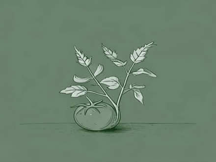 Photo of Tomato / runner bean plants (Littleover DE23) #1