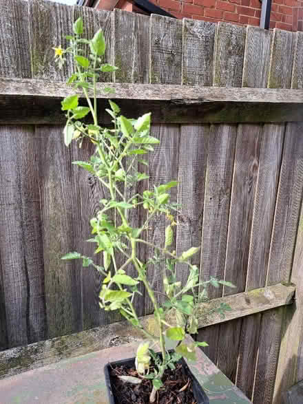 Photo of free Yellow cherry tomato plant (High Town LU2) #1