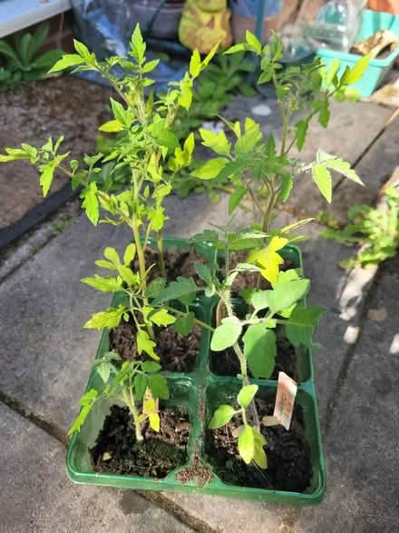 Photo of free Tomato plants x 6 (Shenley Fields B29) #1