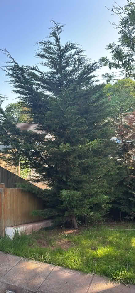 Photo of free 15 Leylandii Trees need digging out (Edginswell TQ2) #1