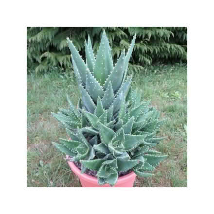 Photo of Aloe brevifolia plant (Erith DA17) #2
