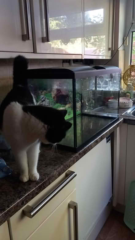 Photo of free Smelly fish tank needs good clean (OL12) #2