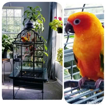 Photo of free Parrot Bird Cage (Egg Harbor Township) #1