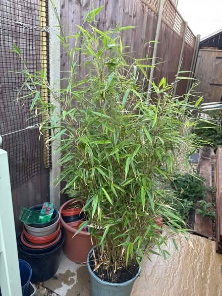 Photo of free Bamboo (Windsor SL4) #1