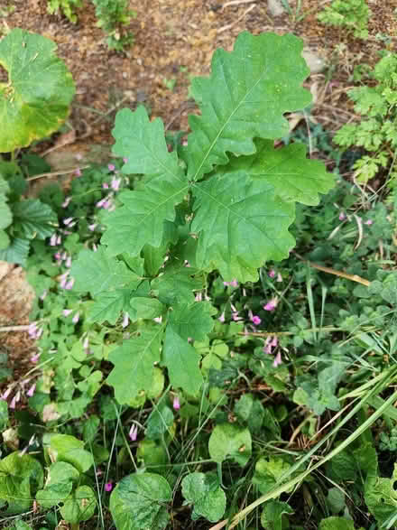 Photo of free Saplings: oak and hazel (NR3) #1