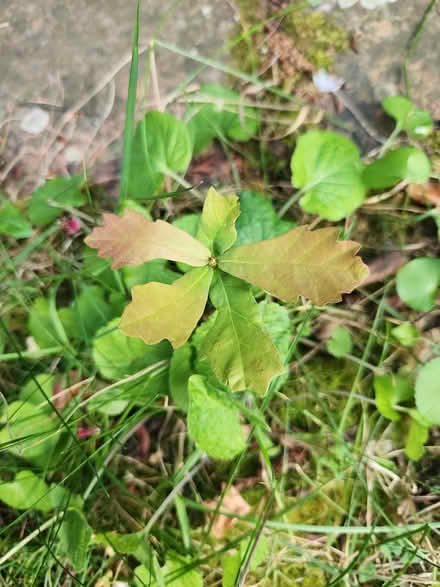 Photo of free Saplings: oak and hazel (NR3) #2