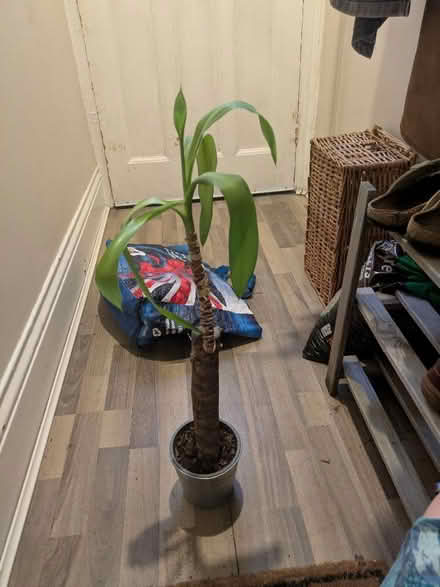 Photo of free Spineless Yucca houseplant (Heaton NE6) #1