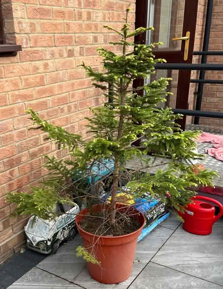Photo of free Plant (Church Langley CM17) #1