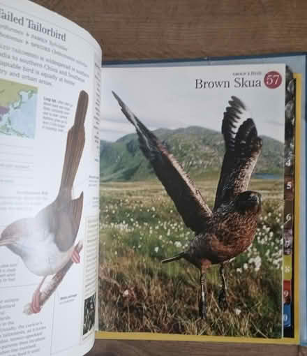 Photo of free Wildlife Fact File (Odd Down) #1