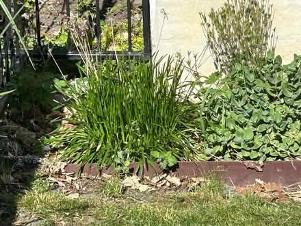 Photo of free Perennials (Humboldt Park) #3