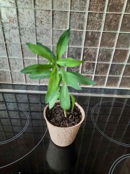 Photo of free White Lysmachia (Morden SM4) #3