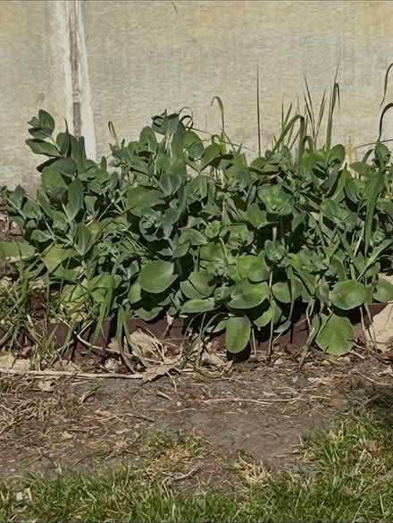 Photo of free Perennials (Humboldt Park) #2