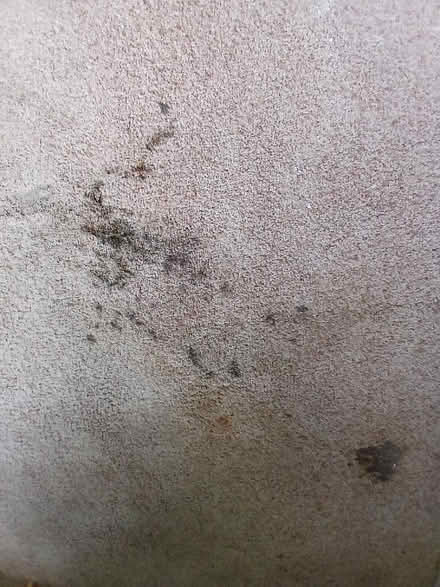 Photo of free old carpet (Ramsgate CT11) #2