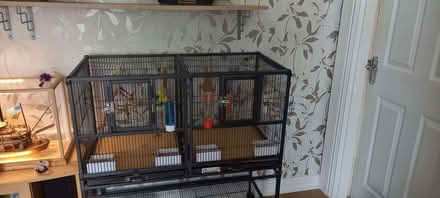 Photo of free large bird cage complete with 2 hen budgies approx 4 years o (Flax Moss BB4) #1