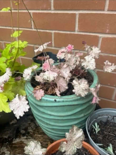 Photo of free Heuchera Pinky Panky Potted Plant (Newburgh WN8) #3
