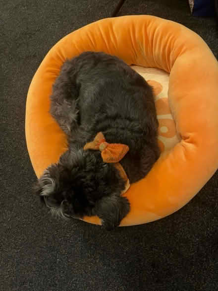Photo of free novelty orange dog/cat bed (Leith/the shore) #2