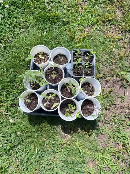 Photo of free Tomato seedlings (Fair Lawn, NJ) #1