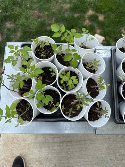 Photo of free Tomato and Pumpkin seedlings (Fair Lawn, NJ) #3