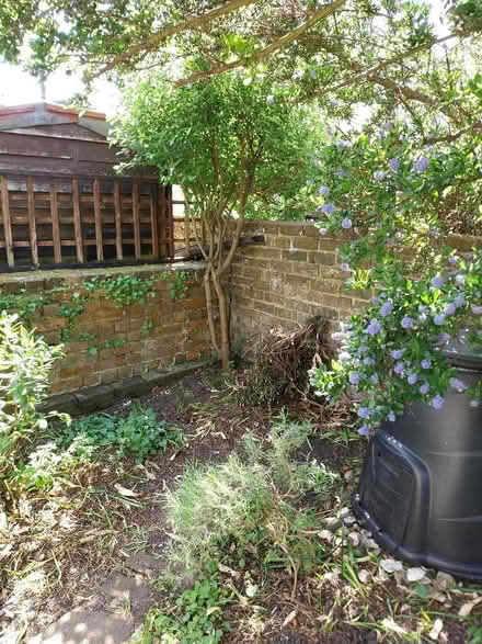 Photo of free Young Maple tree (Southsea PO4) #2