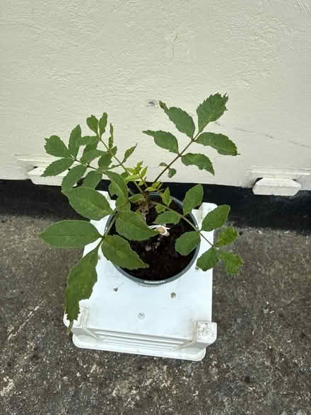 Photo of free Ash Tree saplings (Norbury CR7) #2