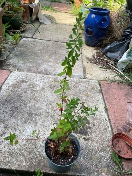 Photo of free garden plants (Morecambe LA4) #2