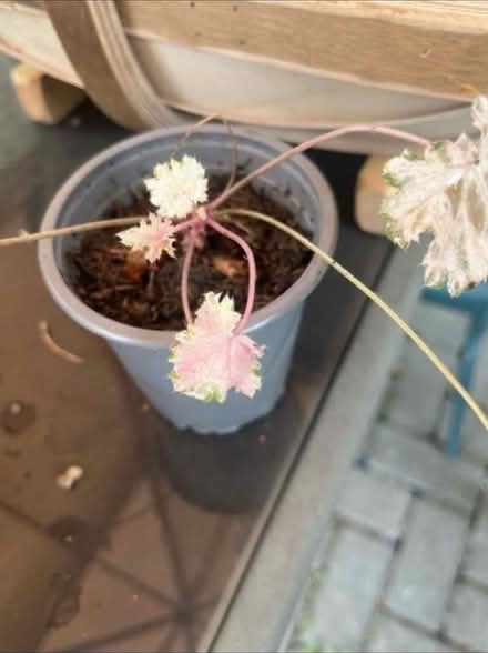 Photo of free Heuchera Pinky Panky Potted Plant (Newburgh WN8) #2