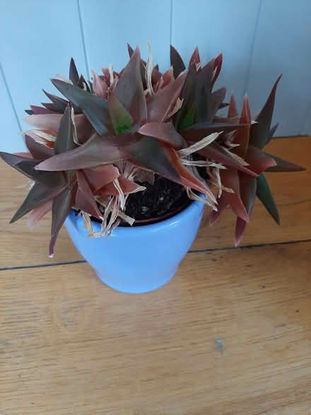 Photo of free Succulent plant (Delgany) #1