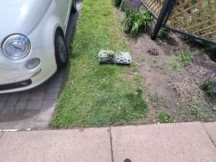 Photo of free Tomato seedlings (Fair Lawn, NJ) #2