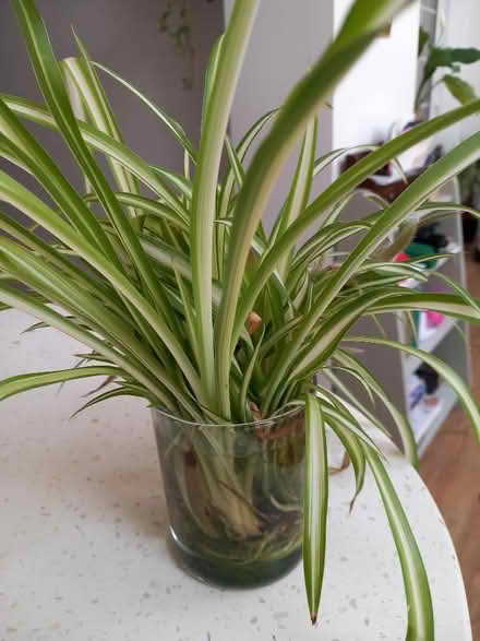 Photo of free Spider plants (New Malden KT3) #1