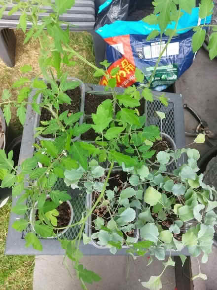 Photo of free Tomato plants, purple sprouting brocoli plants (Swaythling SO16) #1