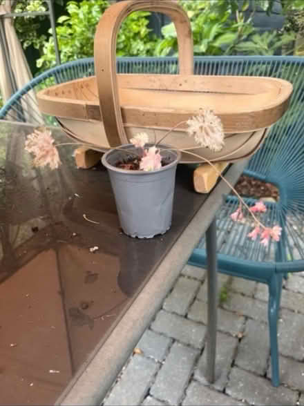 Photo of free Heuchera Pinky Panky Potted Plant (Newburgh WN8) #1