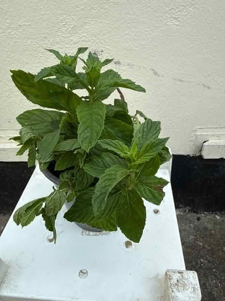 Photo of free Mint plant (Norbury CR7) #1