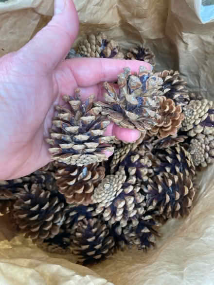 Photo of free Pine cones (CT1) #1