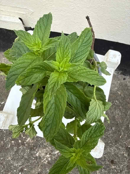 Photo of free Mint plant (Norbury CR7) #2