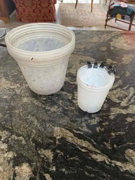 Photo of free Orchid Pots (Wigton) #1