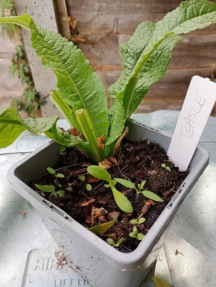 Photo of free Teasle plant (Cowley Oxford) #1