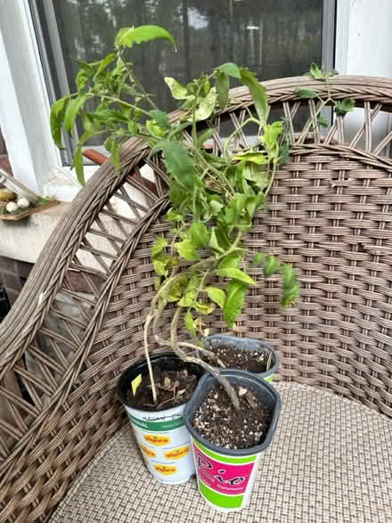 Photo of free 2 tomato plants (69th Ave btw 60th Ln & 60th st) #1