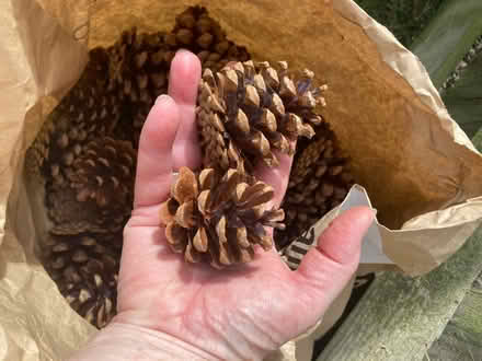 Photo of free Pine cones (CT1) #2