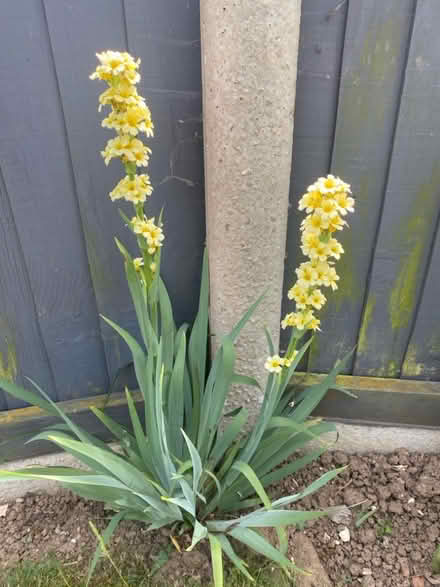 Photo of free Plant (St. Peter's CT10) #1