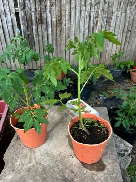 Photo of free Tomato plants (Heston) #1