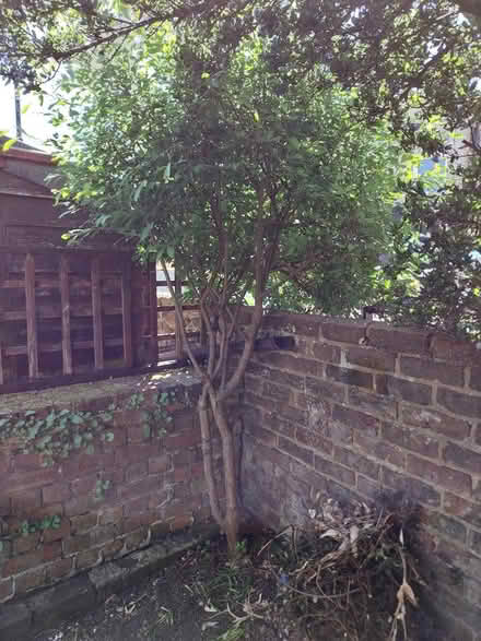 Photo of free Young Maple tree (Southsea PO4) #1
