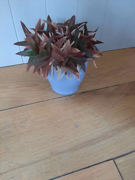 Photo of free Succulent plant (Delgany) #3