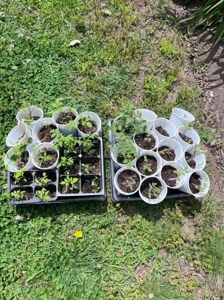 Photo of free Tomato seedlings (Fair Lawn, NJ) #1