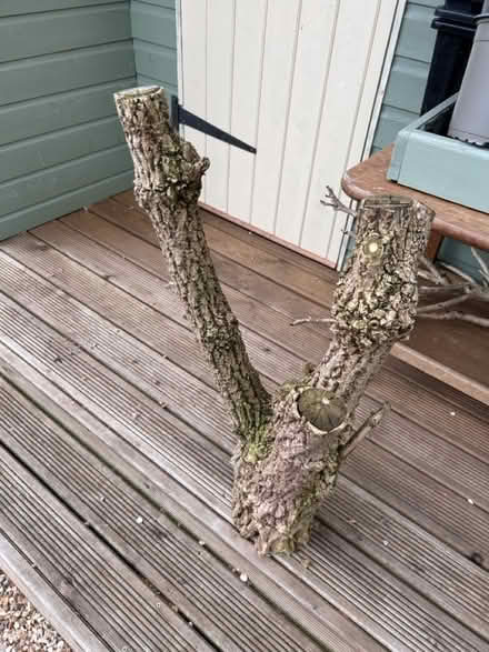 Photo of free Dry lumps of tree for project/fire (CH62 bromborough) #3